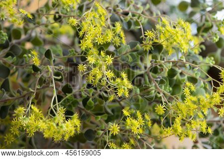 Yellow Flowers Of Aichryson Bethencourtianum Plant Close-up.