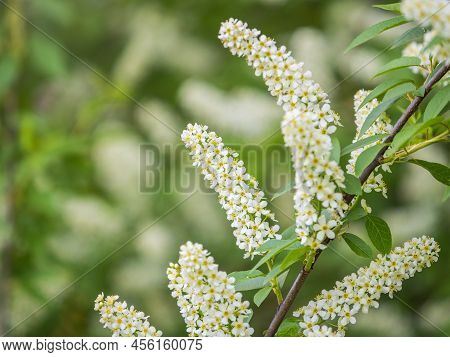 White Flowers Blooming Bird Cherry. Close-up Of A Flowering Prunus Padus Tree With White Little Blos