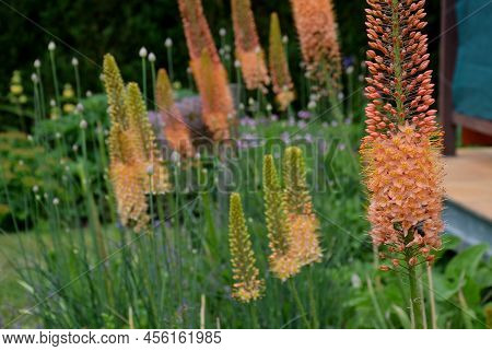 Flowerbed With Tall Perennial Plant Of White Flowers And Undergrowth Of Yellow Perennials And Sage I