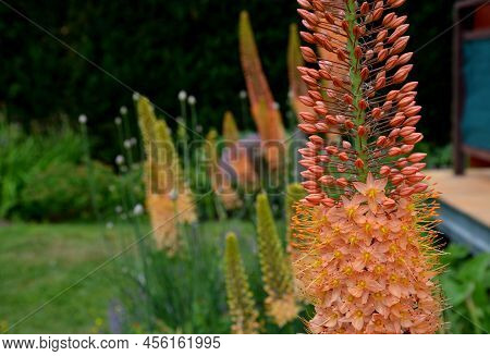Flowerbed With Tall Perennial Plant Of White Flowers And Undergrowth Of Yellow Perennials And Sage I