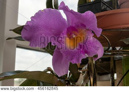 Large Purple Orchid. Lilac Cattleya Flower. Bud Plant. Cattleya Orchid Blc Triumphal Coronation Seto