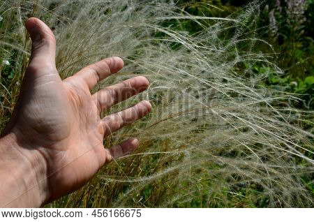 The Dry Leaves Of The Grass Curl In The Wind And Look Like Hair. Lawn And Several Trees. Flowerbed W