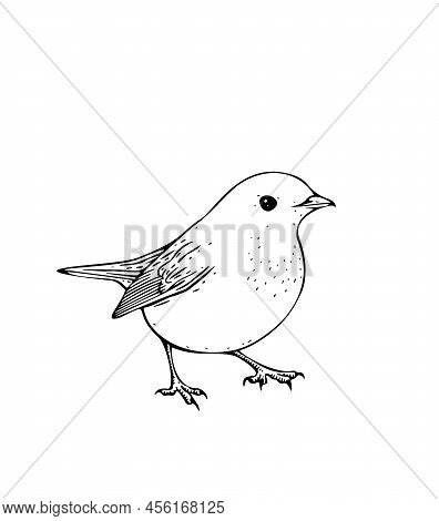 Hand Drawn Vector Ink Illustration Of Robin Bird. Coloring Page