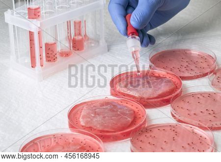 Cultivated Steak, Meat From The Plant Stem Cell, New Food Innovation, No Killing. Laboratory Grown M
