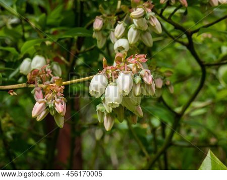 Macro Shot Of White Flowers Of Cultivated Blueberries Or Highbush Blueberries Growing On Branches Of