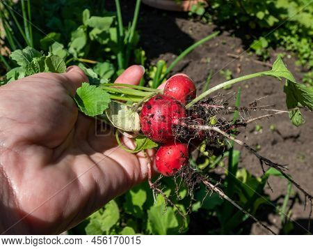 Woman's Hand Holding Ripe, Red-pink Radish Plant (raphanus Raphanistrum Subsp. Sativus) Roots - Edib