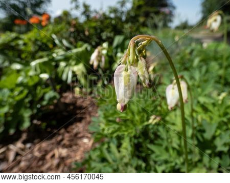 Macro Shot Of Delicate, Dangling Creamy White, Heart-shaped Flowers Of The Fern-leaf Bleeding Heart 