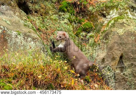 European Pine Marten (marten Marten) Searching For Food