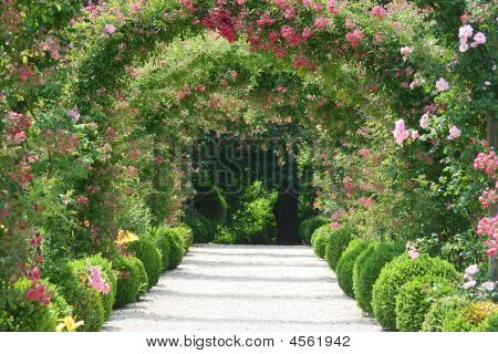 Rose Arch i trädgården