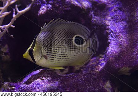 The Foureye Butterflyfish (chaetodon Capistratus) In Aquarium.