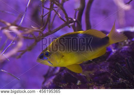 The Shy Hamlet (hypoplectrus Guttavarius) In Aquarium.