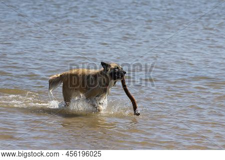 The Belgian Shepherd Also Known As The Belgian Sheepdog Or The Chien De Berger Belge. A Dog Runs In 