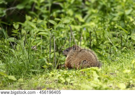 Young  Groundhog (marmota Monax), Also Known As A Woodchuck On The Meadow.