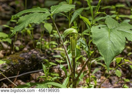 Jack In The Pulpit (arisaema Triphyllum). Native Hardy Northern Plant. It Is A Large, Cylindrical, H