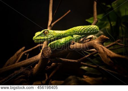 A Statue Of Large-eyed Pit Viper Danger