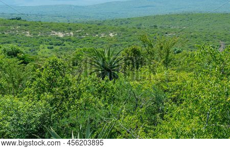 African Aloe In Bush Landscape From Nature Reserve Hluhluwe National Park South Africa
