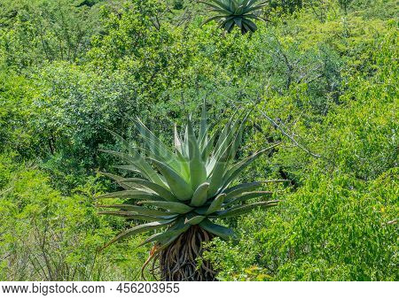 African Aloe In Bush Landscape From Nature Reserve Hluhluwe National Park South Africa