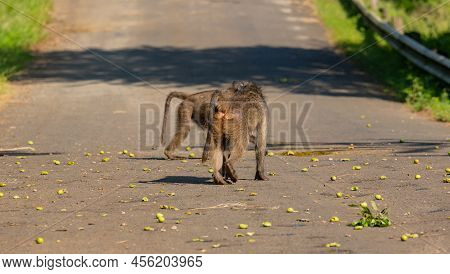 Baboon In The Nature Reserve Hluhluwe National Park South Africa