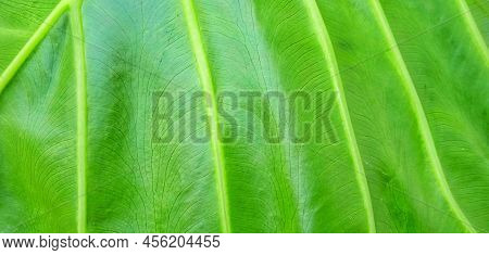 Beautiful Green Leaves Pattern Background Of Alocasia Macrorrhizos Plant. Green Background Design. S