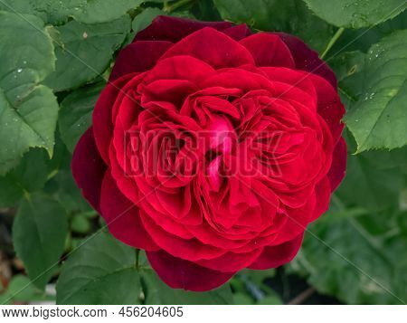 Close-up Of Rose 'grafin Von Hardenberg' With Beautiful Blooms That Open Up In Very Full And Elegant