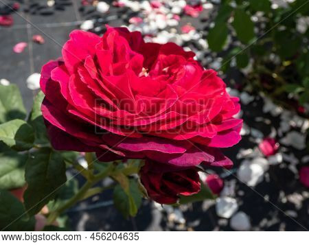 Close-up Of Rose 'grafin Von Hardenberg' With Beautiful Blooms That Open Up In Very Full And Elegant