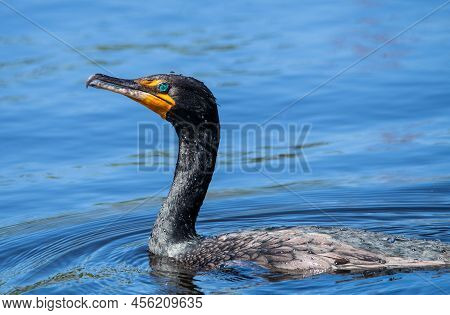 Double Crested Cormorant Swimming In Blue Water.