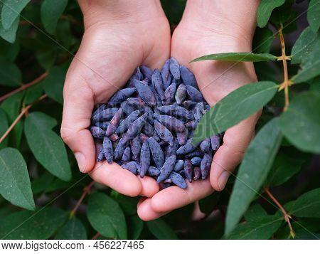 Freshly Harvested Haskap Berries In A Woman's Hands. (honeysuckle). Close Up.
