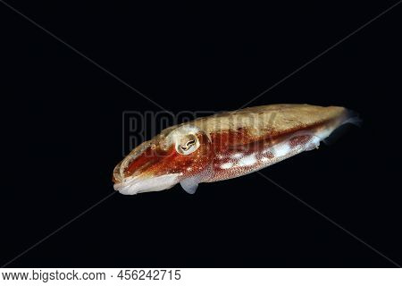 Juvenile Broadclub Cuttlefish (sepia Latimanus, Aka Reef Cuttlefish) In Black Water. Triton Bay, Wes