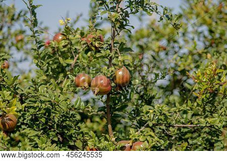 Ripe Pomegranate Fruit On Tree Branch, Pomegranate Garden Hd Footage Clip With Selective Focus,red R