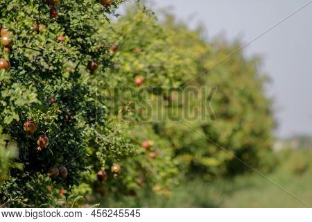 Miniature Pomegranate - Punica Granatum - Tropical Fruit Growing On A Tree,morning Sunlight Pomegran