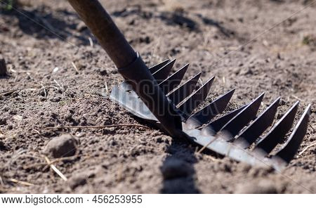 Close Up Photo Of A Garden Rake On A Bed. Old Black Metal Rake On Dry Soil, In The Garden. Spring Cl
