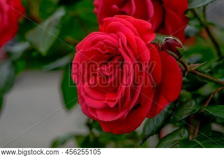 Rose Red Flower