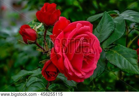 Rose Red Flower