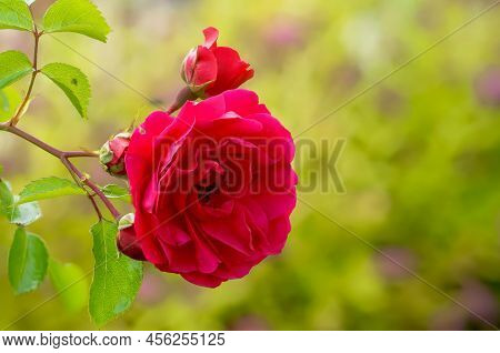 Rose Red Flower
