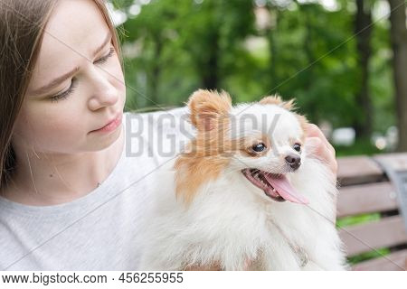 Pomeranian Puppy With His Owner For A Walk