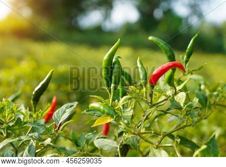 Fresh Chilli On Tree In The Farm. Chilli Field In Agricultural Garden,ripe Red Chilli On A Tree.