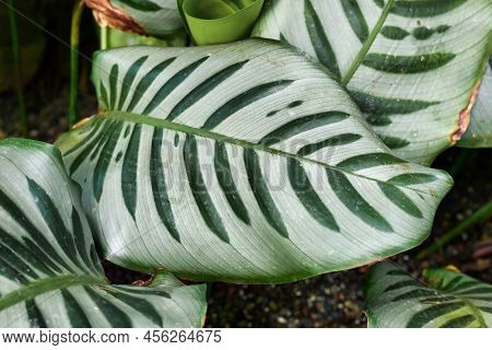 Exotic Plant With Botanic Name 'goeppertia Bella'  With Multicolored Silver And Green Stripe Pattern