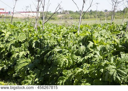 Hogweed Grows In The Field.there Is A Lot Of Hogweed On The Field.