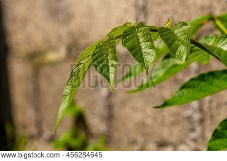The Petiole Of The African Tuliptree Plant, Which Is Brownish Green In Color, Is Still Young And Gro