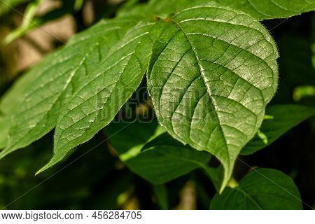 The Petiole Of The African Tuliptree Plant, Which Is Brownish Green In Color, Is Still Young And Gro