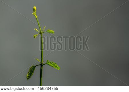Green Growing Bleeding Heart Glorybower Plant Branch, Background Blur