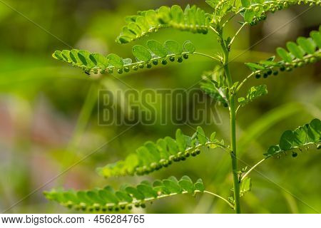 Green Grass Called Carry Me Seed, Has Small Green Leaves, With Small Circles Under The Leaf Stalks