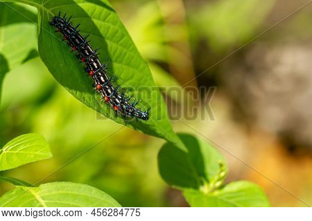 Caterpillar Named Thorn Caterpillar Which Has A Color Combination Of Black And Striking Red Circles,