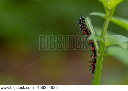 Caterpillar Named Thorn Caterpillar Which Has A Color Combination Of Black And Striking Red Circles,