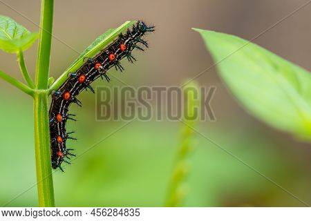 Caterpillar Named Thorn Caterpillar Which Has A Color Combination Of Black And Striking Red Circles,