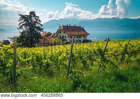 Stunning Orderly Vineyard And Lake Geneva In Background. Green Vine Plantation And Cute Houses On Th