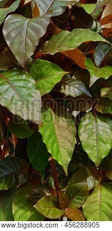 Beautiful Natural Green Brown Red And Orange Leaves Of Nectandra Acutifolia. Nature Background Desig