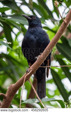 African Red - Winged Starling, Onychognathus Morio
