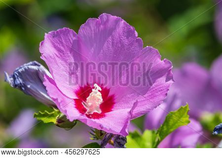 Pink Flowers Of Hibiscus Moscheutos Plant Close-up. Hibiscus Moscheutos, Swamp Hibiscus,