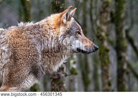 Close Up Of An Adult Wolve Roaming In The Forest